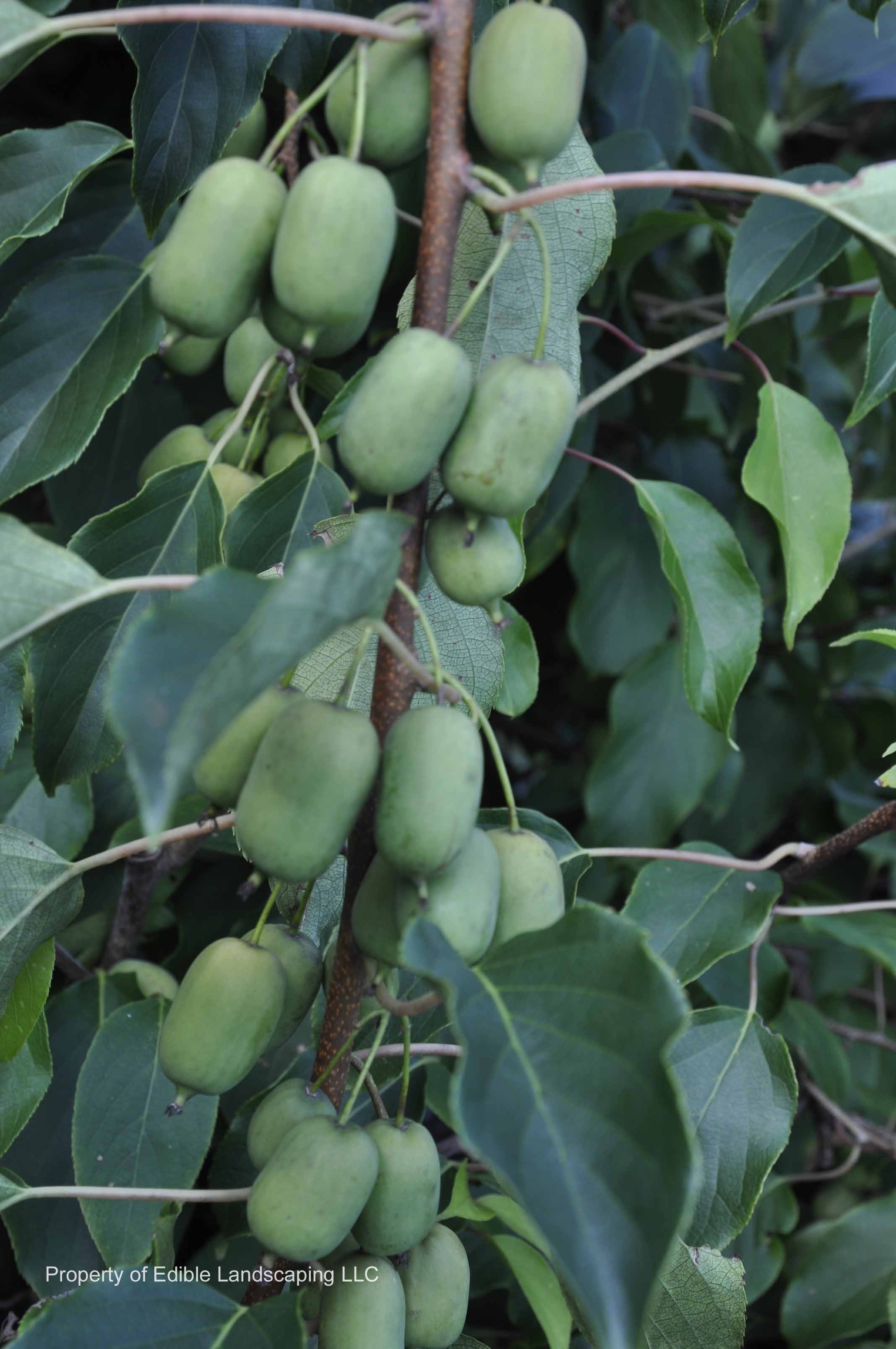 Kiwi Geneva Fruits